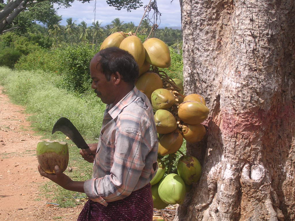 Noci di cocco - coconuts